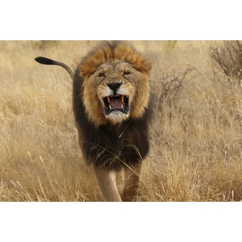 Africa, Namibia Aggressive male lion